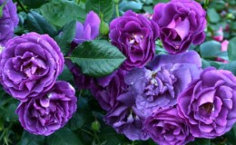 Come coltivare le rose viola e quali varietà scegliere