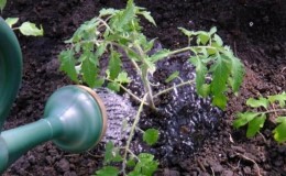 How often to water tomatoes in hot weather to get a good harvest?