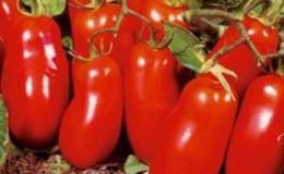 Fruitful and easy to grow tomato. Women's happiness - photos of fruits and secrets of proper care.