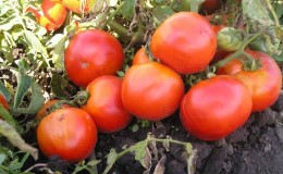 Tomato hibrid untuk pengetinan dan salad: tomato Anastasia