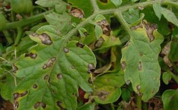 How to deal with late blight on tomatoes: best methods and practical tips