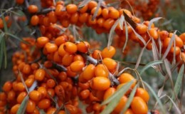 Varietà di tipi e varietà di olivello spinoso