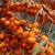 A variety of thornless sea buckthorn varieties