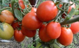 Hadiah dari penternak Siberia - tomato Zemlyak: penerangan tentang varieti dan peraturan untuk menanamnya