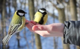 Onko mahdollista ruokkia lintuja riisiä ja muita jyviä?