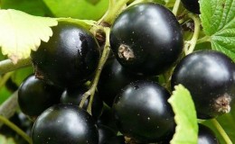 Las variedades más dulces de grosellas negras de frutos grandes.