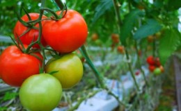 Tomato Demidov, terkenal dengan ketahanannya dan disukai oleh tukang kebun