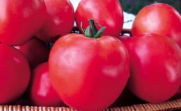 Siri tomato ajaib raspberry: mengapa ia sangat baik, mengapa ia bernilai berkembang dan bagaimana untuk melakukannya dengan betul