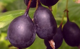 Mudah dijaga dan sangat lazat Black Negus gooseberries dari penternak Rusia