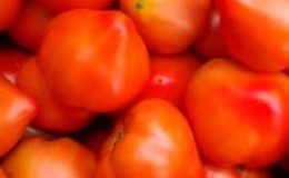 En tidlig modnende og upretensiøs variant som gir en rik avling: Primadonna-tomaten er en favoritt blant innenlandske gartnere