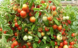 A universal variety of tomatoes for salads, pickling and drying - Metelitsa tomato