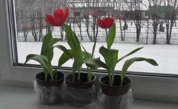 Cách trồng hoa tulip trong chậu tại nhà