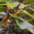 Aphids on honeysuckle: how to treat so as not to destroy the crop