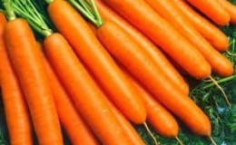 High-yielding carrot hybrid Sankina Lyubov