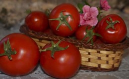 Pelbagai bersahaja yang memerlukan penjagaan minimum - tomato kerdil Jepun