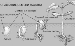 What and how are bean seeds formed?