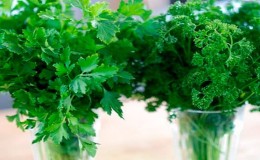 Isang Gabay sa Pagpapalaki ng Parsley para sa mga Baguhan na Hardinero