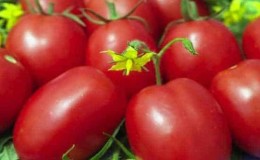 Salah satu jenis pembiakan sayur-sayuran tertua ialah tomato Gloria: varieti yang diuji masa