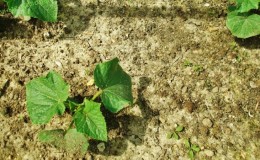 Geheimen van de beste agronomen: hoe komkommers in de volle grond te kweken