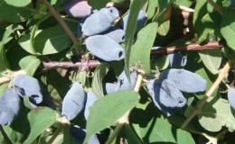 Variété de chèvrefeuille résistante Lapis lazuli au goût excellent