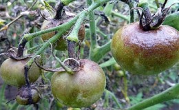 Menyelamatkan tomato dari penyakit hawar lewat: ubat-ubatan rakyat yang akan membantu mengatasi penyakit ini dengan berkesan