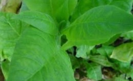 One of the best aromatic tobacco varieties is Dubek straight from Turkey.