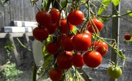 Semak kecil dengan serbuk tomato - hiasan katil taman: Tomato karamel dan petua untuk menanamnya