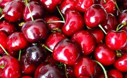 Las variedades de cerezas más productivas y deliciosas.