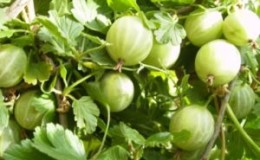 Pelbagai jenis gooseberry berbuah besar, Ural Tanpa Duri, menghasilkan hasil tuaian buah beri yang lazat