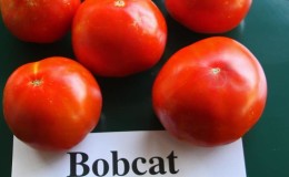 Mengapa setiap tukang kebun perlu menanam tomato Bobcat sekurang-kurangnya sekali - yang terbaik daripada yang tumbuh rendah