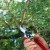 Pruning honeysuckle: why, when and how to do it correctly