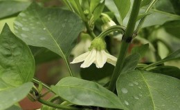 Per què els pebrots no es posen en un hivernacle: què fer per obtenir una collita rica