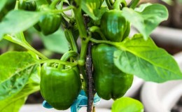 Fordelene og skadene til grønn paprika for helsen til kvinner, menn og barn