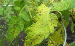 Kami melawan cladosporiosis tomato di rumah hijau dengan mudah dan berkesan: kaedah terbaik dan cadangan penduduk musim panas dengan pengalaman