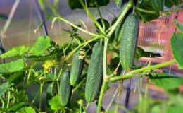 How and what to feed cucumbers for their record yield