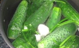 How to simply and deliciously prepare lightly salted cucumbers: a selection of the best recipes