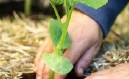 Cómo conseguir una buena cosecha de calabazas: cultivo y cuidado en campo abierto, recomendaciones de jardineros experimentados