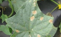 Causes of pale green cucumber leaves and methods to combat the problem