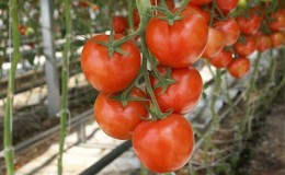 What are indeterminate and determinate varieties of tomatoes: differences between them, advantages and disadvantages