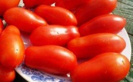 An excellent variety for canning and various dishes - Lady fingers tomato: we grow it ourselves