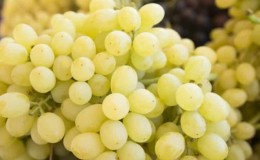 Variedad de uva Laura, una de las top más productivas y deliciosas