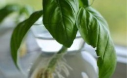 Isang Gabay sa Pagkuha ng mga Pinagputulan ng Basil para sa mga Baguhan na Hardinero