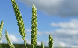 Revisione della varietà di grano invernale Alekseevich: caratteristiche e descrizione