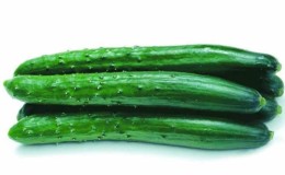 Very tasty and aromatic Alligator cucumber for fresh consumption