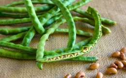 Step-by-step instructions on how to grow beans at home and on your own plot: from sowing to harvesting