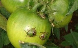 Why is the bug bug dangerous on tomatoes: control measures for effective and quick disposal of the pest