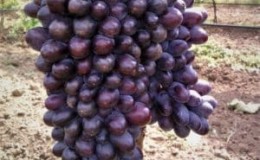 Variedad de uva Júpiter: descripción, ventajas y desventajas, tecnología de cultivo.