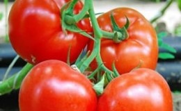 Tomato hibrid Belanda berbuah besar Makhitos: rahsia penjagaan yang betul untuk penuaian yang banyak