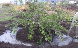 A complete guide to watering currants for healthy bushes and a bountiful harvest.