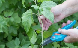 Panduan langkah demi langkah untuk menyebarkan currant dari keratan pada musim panas